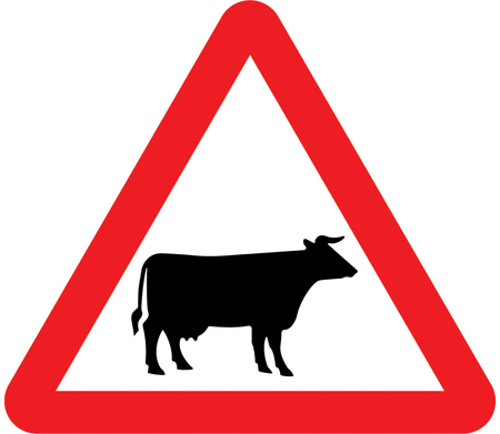 Cattle in road ahead